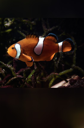 Anemonefish start out life as males. If no females are available, the largest male can change its sex to female and produce viable eggs.