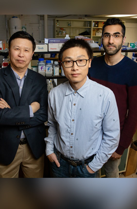 Researchers, including, from left, Ning Wang, a professor of mechanical science and engineering; postdoctoral fellow Jian Sun; and doctoral student Erfan Mohagheghian discovered that mechanical forces on cells can boost gene expression in the nucleus.