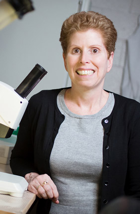 professor of comparative biosciences Jodi Flaws and her colleagues reviewed dozens of studies exploring the relationship between exposure to environmental contaminants, the gut microbiome and human and animal health.
