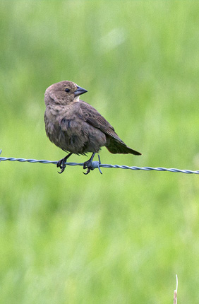 A new study finds that cowbirds adjust the sex of their offspring throughout the nesting season. A female, left, and male cowbird perch on a wire fence. Both birds are adults.