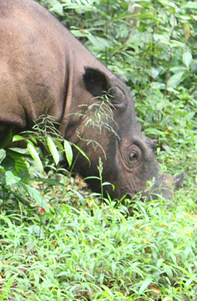 A Sumatran rhino is seen at the Sumatran Rhino Sanctuary in Way Kambas National Park in Indonesia