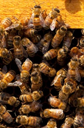 A new study in Science suggests that thrill-seeking is not limited to humans and other vertebrates. Some honey bees, too, are more likely than others to seek adventure.