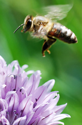 Gene activity changes in response to dietary changes in foraging honey bees, researchers found. 