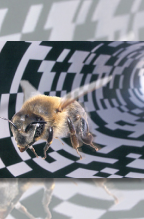 Bee photo by Jürgen Tautz from his book "The Buzz About Bees: Biology of a Super Organism." 