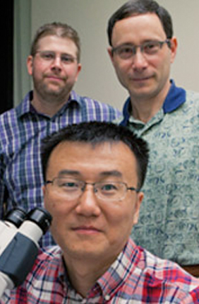 IGB Fellow Bo Wang (front) with Phil Newmark (right) and James Collins (left) are studying the unique mechanisms that allow schistosomes’ germinal cells to create thousands of clonal larvae that can then infect humans.