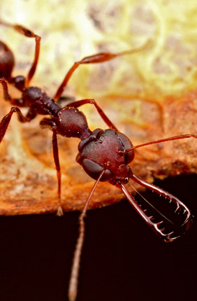 Scientists discover spring-loaded mechanism in unusual species of trap-jaw ant