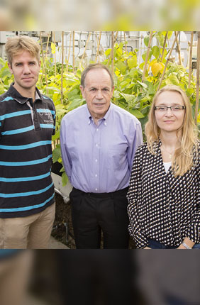 Stephen P. Long, a professor of crop sciences and of plant biology (center), with postdoctoral researchers Johannes Kromdijk, (left) and Katarzyna Glowacka, developed crops that use water 25 percent more efficiently by boosting the level of a protein.