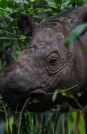 To save the Sumatran rhino, researchers urge conservationists to translocate the remaining rhinos and create a cell bank to preserve the species’ remaining genetic diversity.