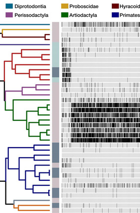The phylogenetic distribution of specific groups of microbes reveals associations between gut microbiota and mammalian evolutionary history. 