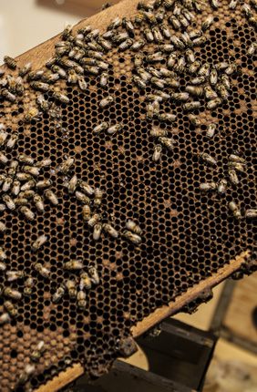 Illinois teams with Anheuser-Busch for bee research