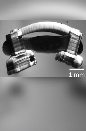 Bio-bots are propelled by a ring of muscle on a hydrogel skeleton. Illinois researchers have been the first to innervate them with rat spinal cord segments, giving the “spinobots” a natural walking rhythm.
