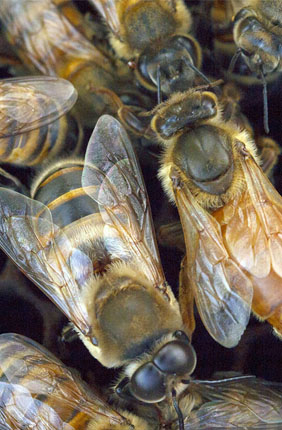  Researchers studied a unique population of gentle Africanized honey bees in Puerto Rico.