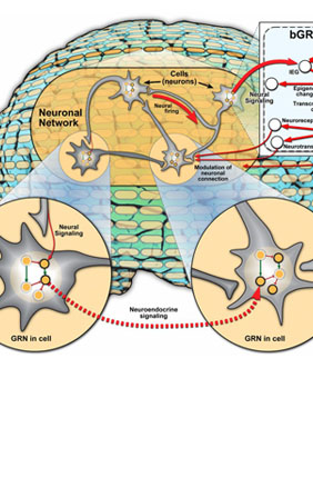 Neuronal network (NN)–gene regulatory network (GRN) interactions. 