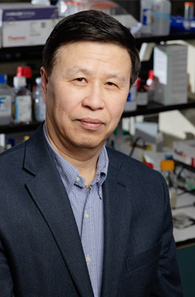 Forces applied across the width of a cell pull at the support fibers like violin stings being plucked, Illinois engineering professor Ning Wang said. The fibers stretch the chromosomes in the cell and increase gene expression.