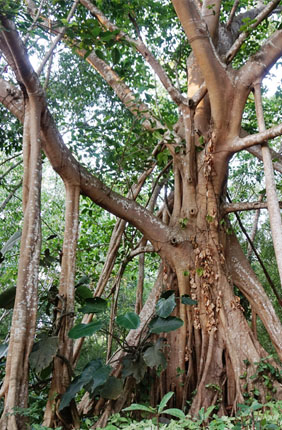 The banyan tree Ficus macrocarpa produces aerial roots that give it its distinctive look. A new study reveals the genomic changes that allow the tree to produce roots that spring from its branches.
