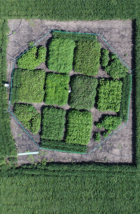 Aerial view of a field study at the University of Illinois SoyFACE research facility that examined how cassava (a staple root crop) will adapt to futuristic climate conditions. Researchers found yield increases ranging from 22 to 39 percent in seven out of eight varieties. 