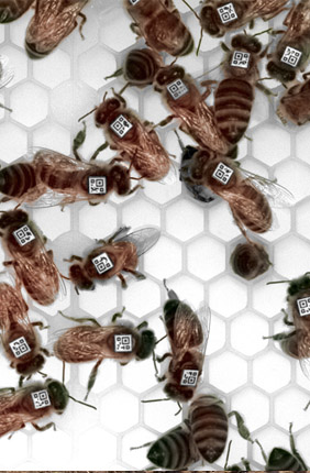 Researchers used barcodes to track individual honey bees in a study that looked for parallels between the bees’ foraging and egg-laying behavior and patterns of gene expression in their brains.