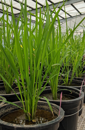 A team from the University of Illinois and the International Rice Research Institute explored flag leaf induction--the process in which photosynthesis "starts up" again after a transition from low to high light--in six varieties of rice.