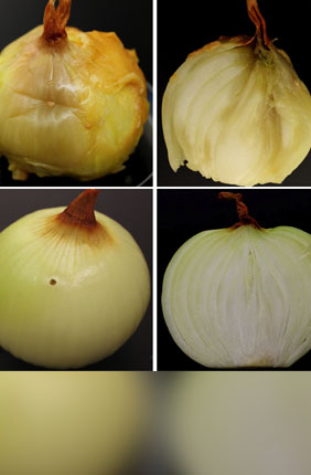 Pantaphos, which is produced by the plant pathogen Pantoea ananatis, is responsible for causing onion center rot.