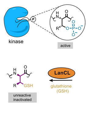 Removing the phosphate group from kinases can activate them, which can be problematic. LanCL adds glutathione to these kinases, after which they became deactivated.