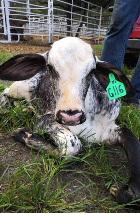 Half-blood Holstein x Gyr calf