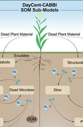 The new microbe-explicit soil model (left) versus DayCent’s previous soil model that did not explicitly model microbe activity (right). Credit: Danielle Berardi
