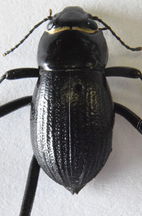 Examples of Onymacris bicolor beetles under different treatments: Nanoscale-thin gold paint to change wettability (Left), nail polish to remove texture (Middle), and nail polish with gold on top to change both texture and wettability (Right).