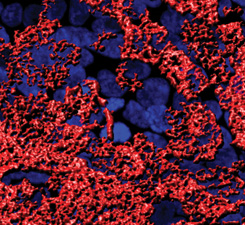 Image of the Month