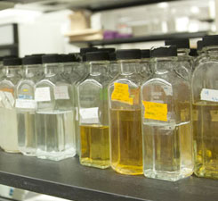 Fueling Bioenergy Discovery
