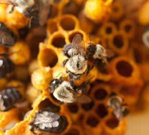 Bees