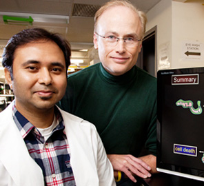 Microbiology professor Steven Blanke, right, doctoral student Prashant Jain, and a colleague at Purdue University found a mechanism linking Helicobacter pylori infection, impairment of the mitochondria and cell death.