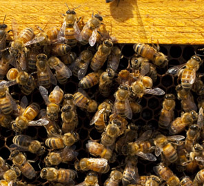 A new study in Science suggests that thrill-seeking is not limited to humans and other vertebrates. Some honey bees, too, are more likely than others to seek adventure.