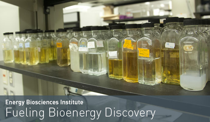 Energy Biosciences Institute
Fueling Bioenergy Discovery