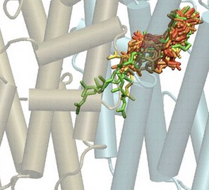 Enzyme Function Initiative Publishes Seminal Paper in PNAS. Photo copyright (2013) National Academy of Sciences, USA.