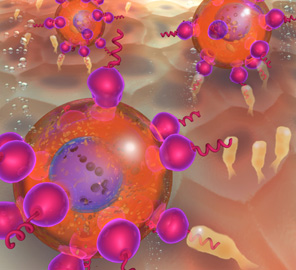 Hyunjoon Kong, Assistant Professor of Chemical and Biomolecular Engineering and IGB faculty member, and colleagues are developing a polymer coating that could help an individual's stem cells target inflamed cells to regrow healthy tissue and calm inflammation.