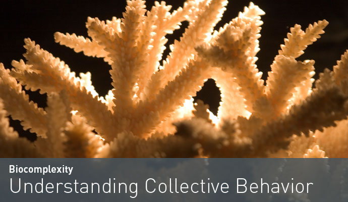 Understanding collective behavior