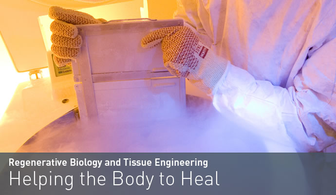 Regenerative Biology and Tissue Engineering:&nbsp; Helping the Body to Heal