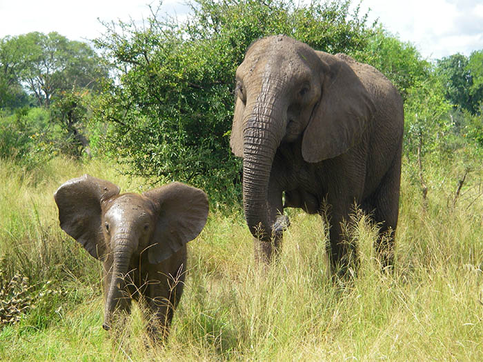 African elephant and infant. Research points to the need for reclassification to two endangered species of African elephant.