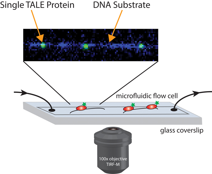 A single-molecule imaging technique let the researchers observe how individual TALE proteins interacted with a strand of DNA.