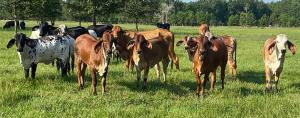 Herd of quarter-Holstein, three-quarter-Gyr cattle