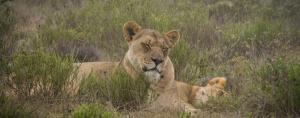 Female lions resting