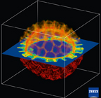 Confocal Sample Image