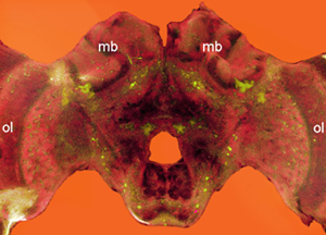 September 2011, Tyrosine hydroxylase /mRNA expression in the honey bee brain
This is the expression pattern for the gene that encodes the rate-limiting enzyme in dopamine synthesis,&nbsp;tyrosine hydroxylase&nbsp;(th; green), in the brain of a forager honey bee. We used whole-mount fluorescent&nbsp;in situ&nbsp;hybridization and then generated this image from the maximum intensity pixels from a set of optical sections through the entire brain. Optical sections were captured using a Zeiss LSM 700 confocal microscope and compiled using ImageJ software. The signal was generated with a method newly developed in the laboratory of Sanjay Tyagi (University of Medicine and Dentistry of New Jersey) that uses a series of 48 anti-sense DNA probes, all targeted to the&nbsp;th&nbsp;mRNA transcript, with each DNA probe labeled with a single fluorescent molecule (Quasar 570). This approach for processing whole tissues is novel because it does not rely upon enzymatic amplification of the fluorescence signal, thus significantly reducing processing time. By combining this method with an automation feature on the confocal microscope available in the IGB Core Facilities, we are able to image over 250 brains in one month. A couple of key brain regions are labeled as follows. ol: optic lobes; mb: Mushroom Bodies, a region of the insect brain involved in learning and memory. Image Provided by Matthew McNeill , Gene Robinson's Lab