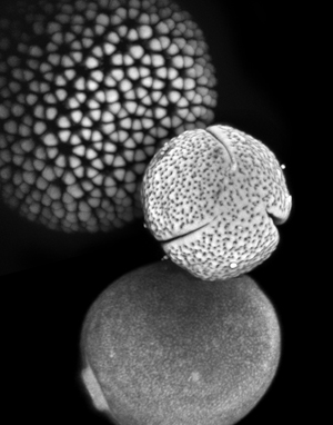 December 2011, Pollen grains are an indispensable record of vegetation from the Earth’s past, and provide a unique window into the nature and timing of plant evolution. Pollen grains are also objects of considerable beauty, and their diversity of form has fascinated scientists since Malpighi and Grew first described them in the late 1600’s. In this image Croton hirtus (Euphorbiaceae), Mabea occidentalis (Euphorbiaceae) and Agropyron repens (Poaceae) provide a glimpse of the extraordinary morphological variety of pollen grains. Their shapes and surface textures were revealed using cutting-edge confocal microscopy at the IGB. This work is performed under a collaborative initiative by Mayandi Sivaguru from the IGB microscopy facility, Luke Mander and Surangi Punyasena at the Plant Biology Department. Image Provided by Luke Mander, Surangi Punyasena and Mayandi Sivaguru
