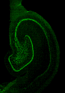 May 2012, Hippocampal section from a 3-week old piglet
&nbsp;
Neurons have been labeled with NeuN (green) and newly divided cells have been labeled with BrdU (red).&nbsp; The goal of this study is to determine how long after cell division, a newly divided neuron starts to express NeuN. Image Provided by Matthew Conrad, Rod Johnson's Lab