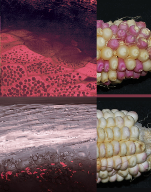 October 2011, One-hundred ten cycles of divergent selection for grain protein concentration in maize has produced populations with the known phenotypic extremes for this trait. Compared to an average of 8-12% grain protein, Illinois High Protein (IHP) kernels contain over 32% protein and Illinois Low Protein (ILP) kernels contain only 4% protein. Recurrent selection in this experiment has most dramatically affected both the expression and accumulation of the 19- and 22-kD α-zein proteins, but the molecular mechanisms underlying these phenotypic changes are still unknown. Analysis of individual α-zein gene expression is complicated by the high copy number and sequence homology of the α-zein genes. Here we employ red fluorescent protein (RFP) reporter lines (see http://maiaze.tigr.org/cellgenomics/index.shtml), where the RFP is fused to an intact 22-kD α-zein gene, floury2. This allows for tracking expression and protein accumulation of an individual zein gene. When the floury2-mRFP construct is introgressed into IHP and ILP the kernels appear pink in color, with the intensity of pink coloration corresponding to known levels of zein accumulation in these strains. In order to further characterize floury2-mRFP protein accumulation within the developing kernel, images were taken of both IHP and ILP kernels 24 days after pollination using the LSM710 Zeiss confocal laser scanning microscope. No floury2-mRFP expression was evident in the pericarp, aleurone or embryo, consistent with known zein accumulation patterns, but rather exclusively in endosperm tissue. Both IHP and ILP exhibit the strongest expression in the subaleurone cells with a progressive reduction in expression into the starchy endosperm. However, expression extends much further into the starchy endosperm in IHP (>20 cellular layers) compared to ILP (<5 layers). The fL2-mRFP construct appears to follow normal spatial and developmental patterns of zein gene expression and protein accumulation, and will be a useful tool for studying α-zein regulation in the future. Image Provided by Christine Lucas, Dr. Stephen Moose’s Maize Functional Genomics Laboratory