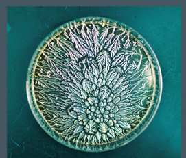 April 2011, Fractal from the Third Domain Image Provided by Courtney Cox, Doug Mitchell's Lab