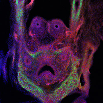 April 2013, This month’s image shows the expression of the enzyme Cre recombinase in the prostate and ureter cells of an animal embryo. The image was taken with the Zeiss LSM 710 Confocal Microscope. Image Provided by Chase Bolt and Xiaochen Lu of Lisa Stubbs’ group
