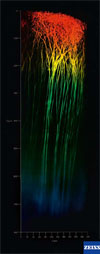Confocal Sample 2