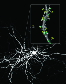 March 2010, YFP neuron with highlighted synapses
This image of a Yellow Fluorescent Protein (YFP) labeled neuron with immunostained synapses was acquired using the Zeiss LSM 710 in the core facility. The hippocampal neurons were derived and cultured from mice selectively expressing endogenous YFP, which is used to outline the neuronal processes and spines. In the inset, the neuron was labeled with synapsin1 (yellow) and PSD-95 (green). Synapsin1 is a protein on synaptic vesicles and is used as a marker of presynaptic termini. PSD (post-synaptic density)-95 is a scaffolding protein in the postsynapse and is responsible for anchoring neurotransmitter receptors to the postsynaptic membrane. PSD-95 is localized in the majority of spines, the specialized protrusions on dendrites. Together, dendritic spines and presynaptic termini marked by synapsin1 form excitatory synapses, which are the locations for communication between neurons and potentially the substrate for memory formation. My project is to investigate neuronal protein and mRNA localization in dendrites or spines in response to neuronal stimulations. The experiment will elucidate if spines are specialized regions for gene expression during periods of stimulation. Image Provided by Der-I Kao, William T Greenough’s Lab